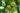 Garcinia cambogia : interdiction temporaire