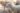 Identification des ovins et des caprins : des mouvements plus suivis